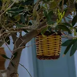 Martha's Filoxenia Appartement Drios