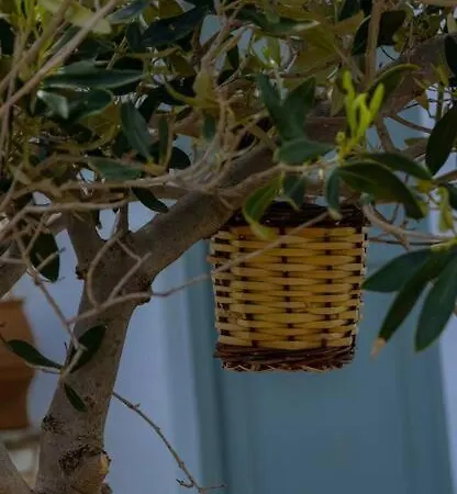 Martha's Filoxenia Apartment Drios